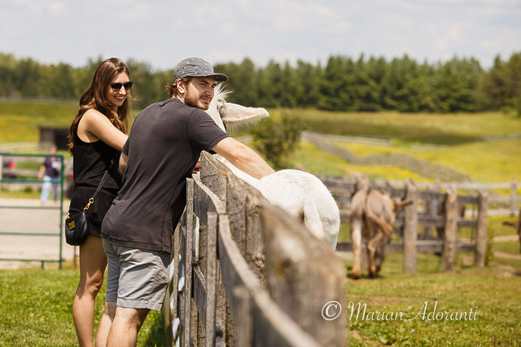 Donkey Sanctuary of Canada 2015-07-26-7410