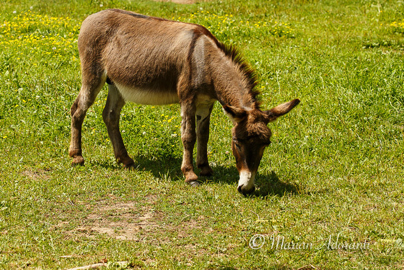 Donkey Sanctuary of Canada 2015-07-26-7433