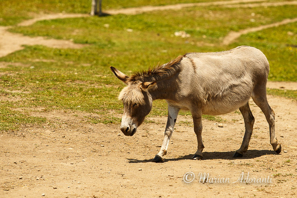 Donkey Sanctuary of Canada 2015-07-26-7454