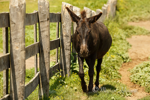 Donkey Sanctuary of Canada 2015-07-26-7458