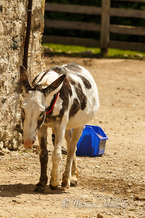 Donkey Sanctuary of Canada 2015-07-26-7469