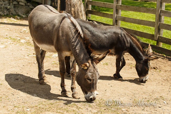 Donkey Sanctuary of Canada 2015-07-26-7475