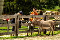 Donkey Sanctuary of Canada 2018-08-12-7465