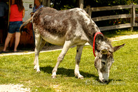 Donkey Sanctuary of Canada 2015-07-26-7412