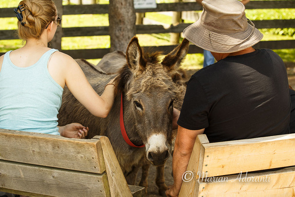 Donkey Sanctuary of Canada 2015-07-26-7440