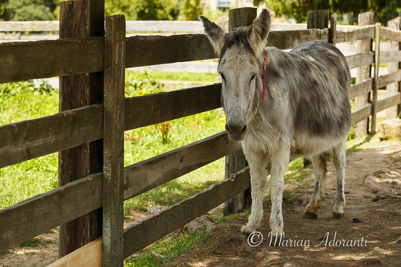 Donkey Sanctuary of Canada 2015-07-26-7424