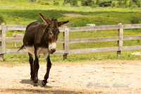 Donkey Sanctuary of Canada 2015-07-26-7446