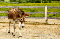 Donkey Sanctuary of Canada 2015-07-26-7444