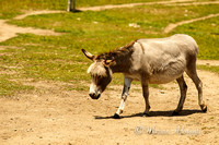 Donkey Sanctuary of Canada 2015-07-26-7454