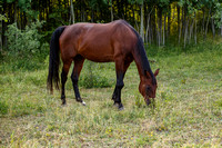 Ontario Horse Rescue 2016-06-27-9124