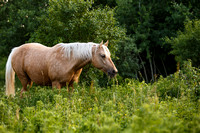 Horse Rescue Ontario & Sanctuary