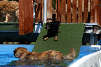 Amber Ripa puppy swim 2016-08-20-1400