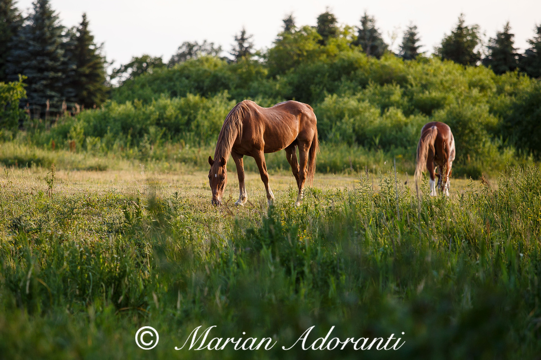 Ontario Horse Rescue 2016-06-27-9130