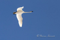 Water Birds