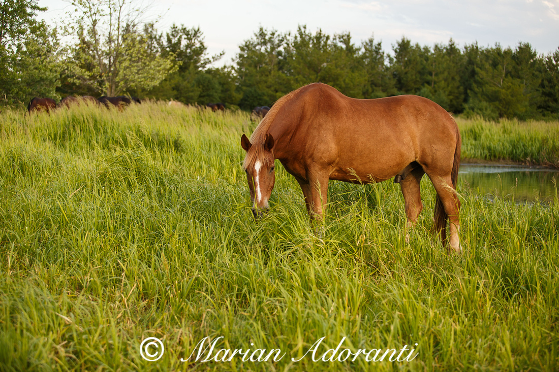 Ontario Horse Rescue 2016-06-27-9181
